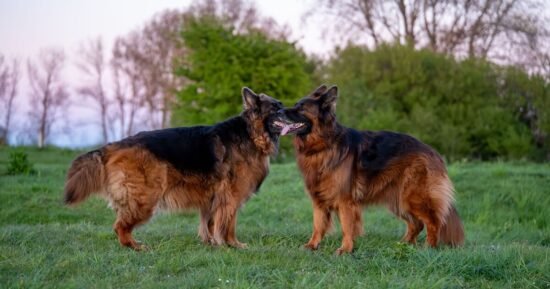 Dogs kept scratching near shed, then owners made discovery