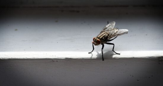 Keep flies out of your kitchen with £1 trick that ‘really works’