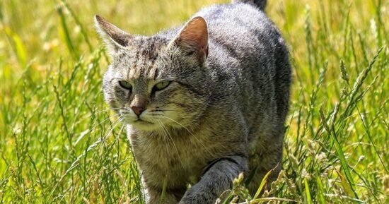 RSPCA issues ‘sunburn and skin cancer’ alert to pet owners in the UK