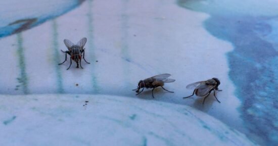 ‘Keep flies out of paddling pools’ with ‘genius’ 20p trick