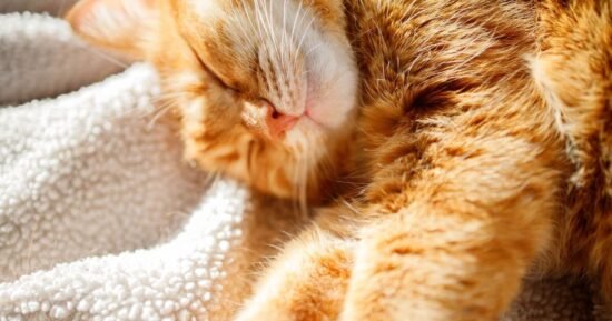 ‘I’m a vet and 4 ways can help keep cats cool during hot weather’