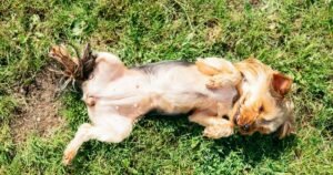 Vet issues urgent warning on heatwave mistake that can ‘kill dogs’