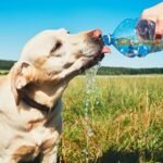 Five ways to keep your pet cool in heatwave – including 7-second test