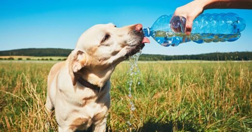 Five ways to keep your pet cool in heatwave – including 7-second test