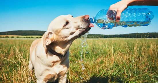 Five ways to keep your pet cool in heatwave – including 7-second test