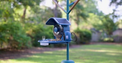Coolfly’s Aura smart bird feeder review: More birds are better