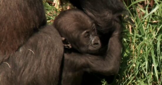 Crowds at Los Angeles Zoo go bananas for endangered species baby boom