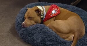 A dog's journey after being left at a Texas firehouse