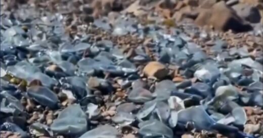 Swarms of jellyfish-like fish wash up on West Coast beaches