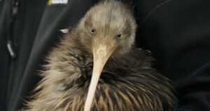 Kiwi birds reintroduced around New Zealand’s capital Wellington