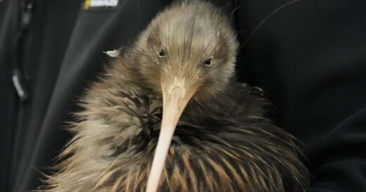 Kiwi birds reintroduced around New Zealand’s capital Wellington
