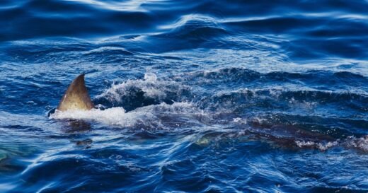 Shark kills spearfisher in front of friends in Australia: “Terrifying thing to see”