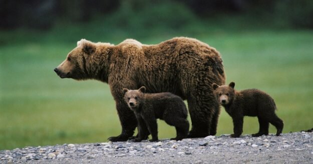 Man killed by mother bear with her cub in rare attack in Bulgaria