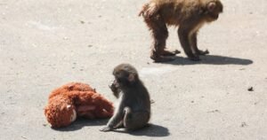 2 Americans arrested in Japan for climbing into viral baby monkey Punch’s zoo enclosure