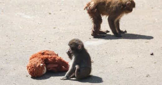 2 Americans arrested in Japan for climbing into viral baby monkey Punch’s zoo enclosure