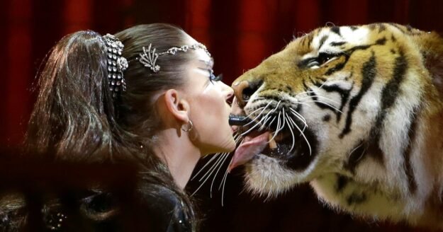 German police kill tiger believed to have escaped from “Tiger Queen” after it attacked man in enclosure