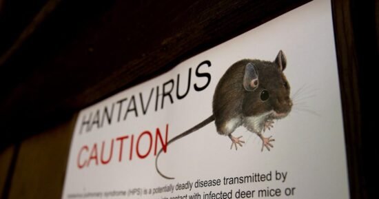 What are the origins of hantavirus? How the virus tied to the cruise ship outbreak came to be.