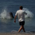 Tourist accused of hurling rock at endangered Hawaii monk seal’s head is arrested by federal agents