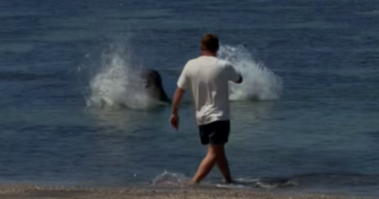 Tourist accused of hurling rock at endangered Hawaii monk seal’s head is arrested by federal agents