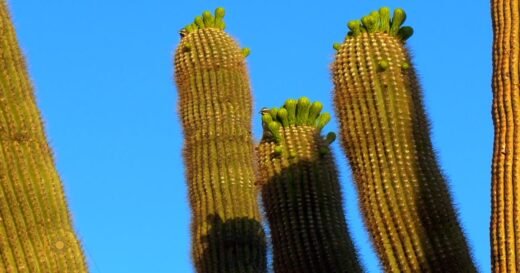 Nature: Cactus blooms in Arizona