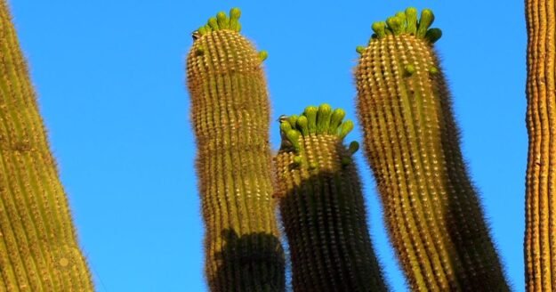 Nature: Cactus blooms in Arizona