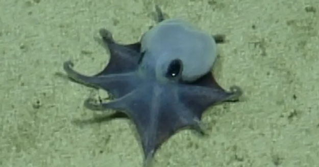 Strange new species of blue octopus discovered by scientists 5,900 feet underwater: “It’s beautiful”