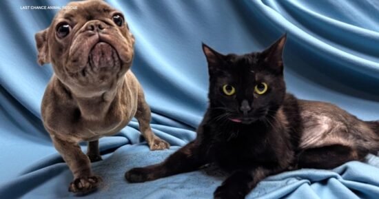 How a 3-legged dog and 3-legged cat found their forever home