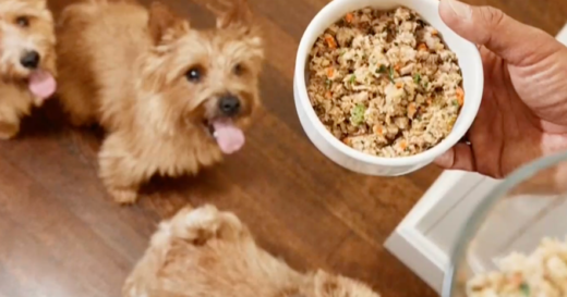 How supporting pet health can “return the favor” to dogs