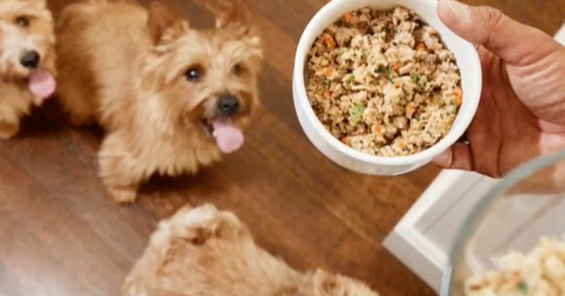 How supporting pet health can “return the favor” to dogs