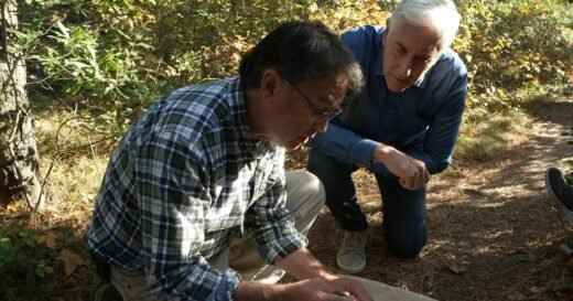 Scientists focus on genetically engineering mice to cut Lyme disease transmission