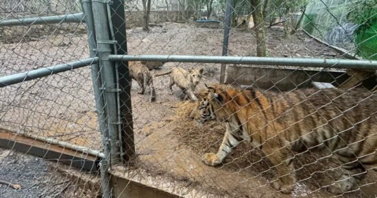 Cartel figure captured in Mexico as authorities recover drugs, guns and 7 tigers