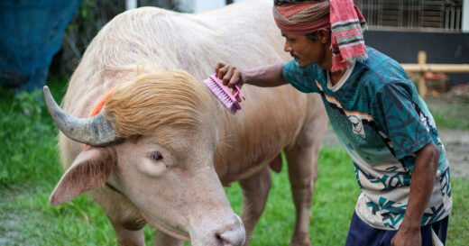 Sacrificial albino buffalo spared after Trump resemblance