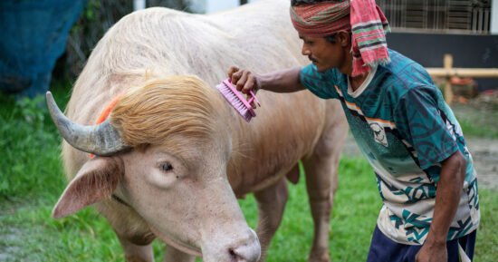 Sacrificial albino buffalo spared after Trump resemblance