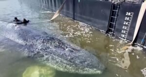 Humpback whale released in spectacular rescue effort, found dead off Denmark