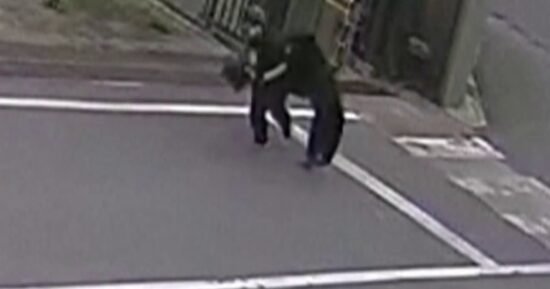 Bear attacks in Japan on the rise