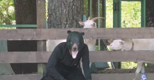 Japan holds drill featuring man in a bear suit after surge of attacks