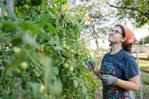 Addressing Food Insecurity Through Urban Agriculture