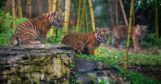 Leopards, tigers and AI data, oh my! Nashville Zoo tries to halt proposed data center