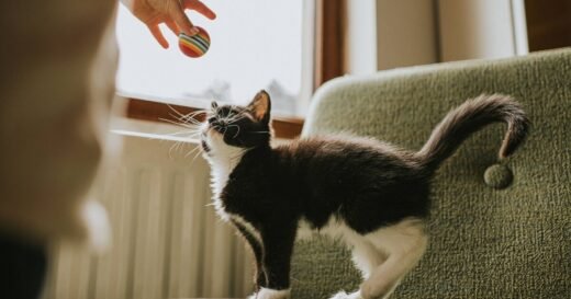 Pet owners should never ignore cats who raise their bottoms
