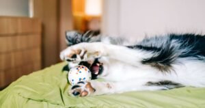 Dog owners are only just learning why pets bring them toys at the door