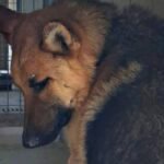 Dog will be thrown out on street if he isn’t rehomed in next few hours