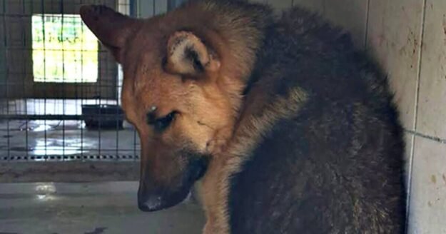 Dog will be thrown out on street if he isn’t rehomed in next few hours