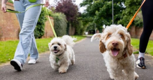 Rich family paying £50,000 for someone to look after their two dogs