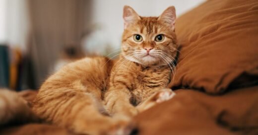 Experts say 1 habit could help cats live for much longer