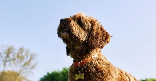 Why dogs spin around before going for a poo on walks | UK | News