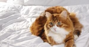 Cat owners discover what it means when pets sleep at your feet