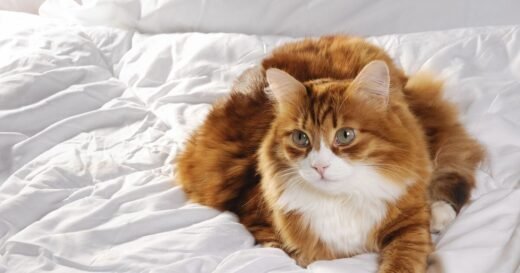 Cat owners discover what it means when pets sleep at your feet
