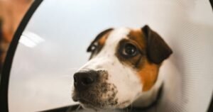 Vet shares what dogs think about before dying and it’s heartbreaking | UK | News