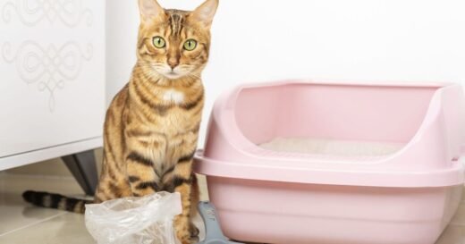 I’ve used over 10 cat litters for my pet—only one is worth the money