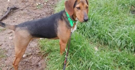 Adorable dog rejected by 13,000 people because he looks ‘too ordinary’